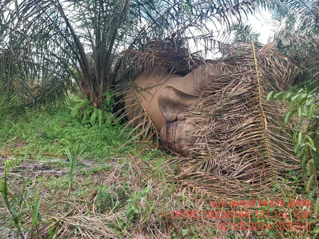 Seekor gajah betina dewasa bernama Umi ditemukan tewas, Kamis (1/5/2024), diduga tersengat pagar listrik tak sesuai standar. Lokasi terletak dalam konsesi hutan tanaman industri karet di Bentang Alam Bukit Tigapuluh, Tebo, Jambi, 