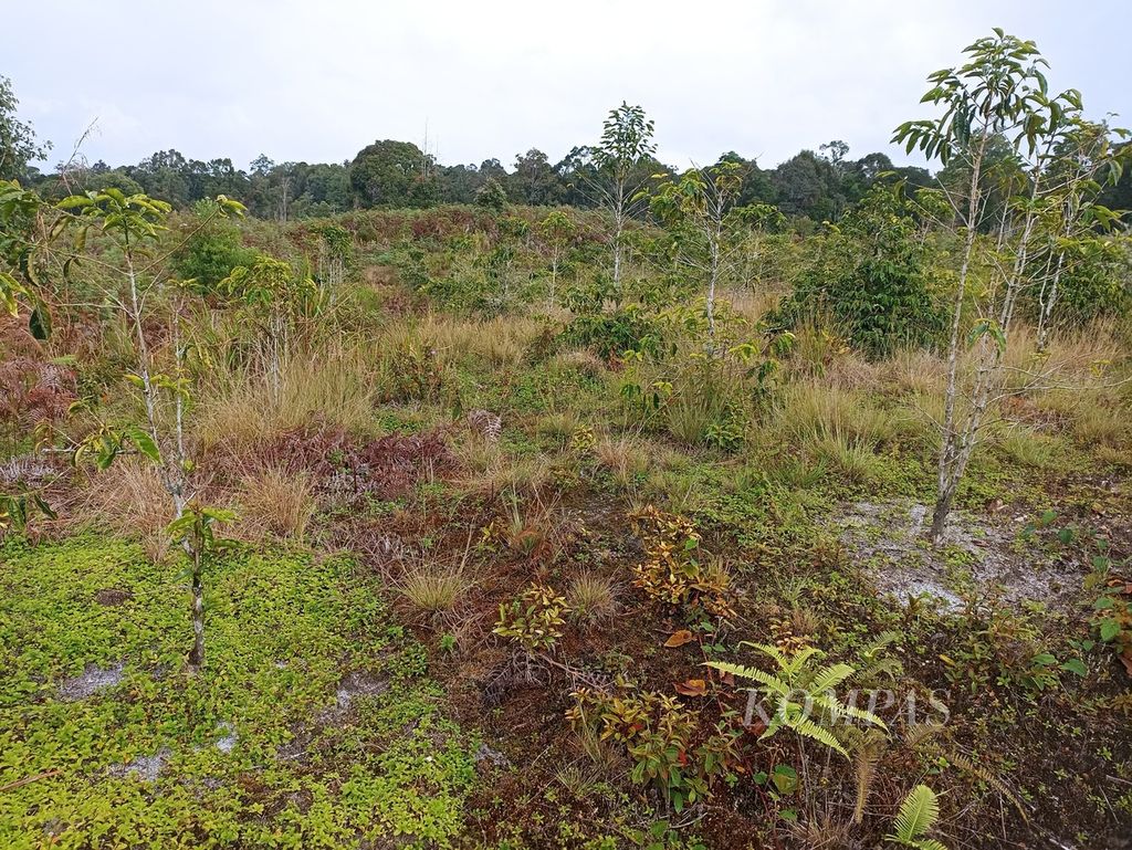 Hamparan tanaman kopi tampak meranggas dan tidak diurus di Kecamatan Pollung, Kabupaten Humbang Hasundutan, Sumatera Utara, Rabu (26/6/2024). 