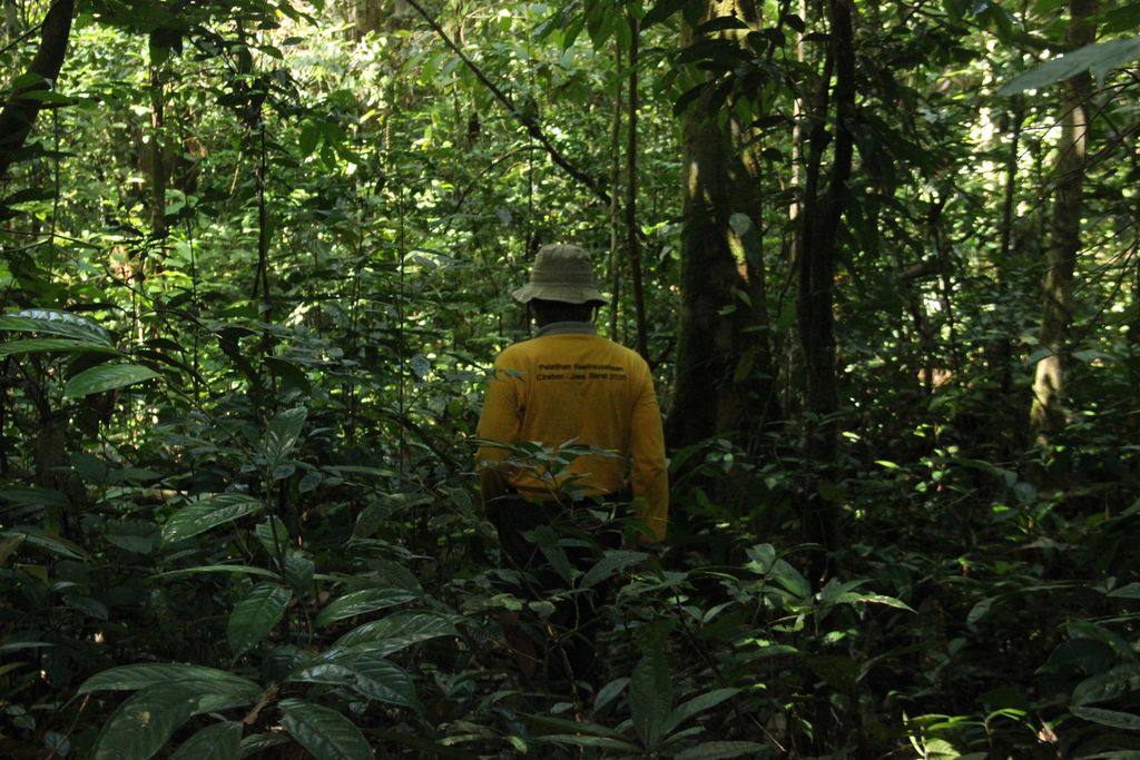 Damianus Nadu (63), masyarakat hukum adat di Dusun Melayang, Desa Sahan, Kecamatan Seluas, Kabupaten Bengkayang, Kalimantan Barat, sedang menyusuri pohon tengkawang, Selasa (14/6/2022).