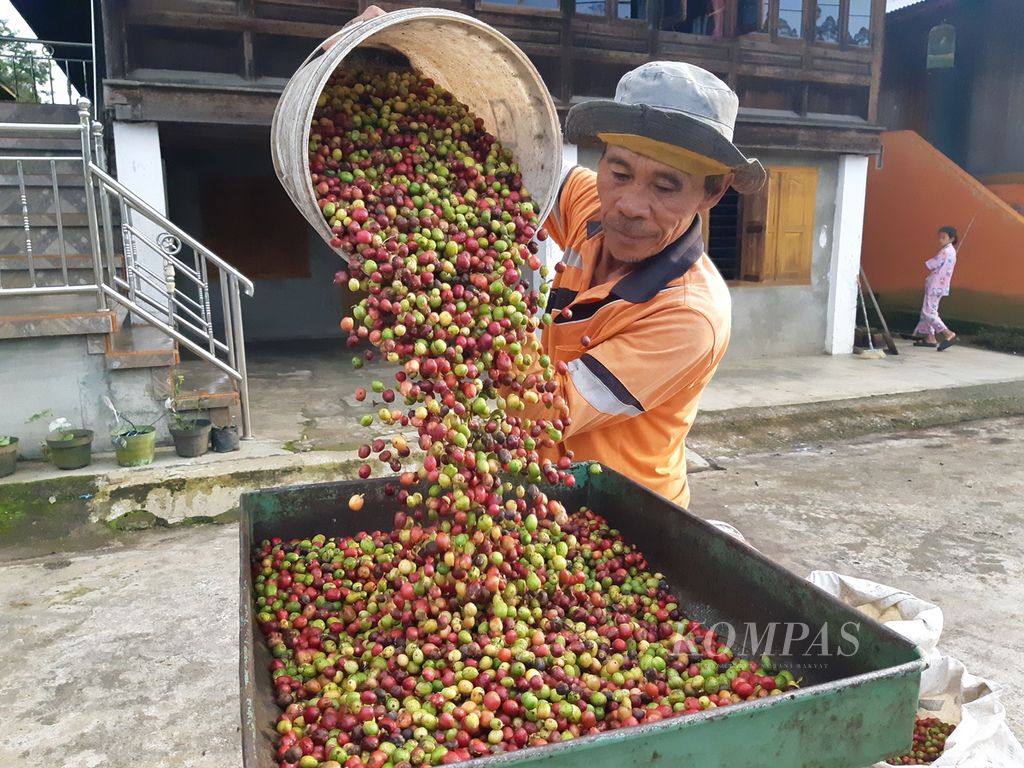 Seorang warga memasukkan buah kopi ke dalam mesin pengupas kopi di halaman rumahnya di Pekon Kota Besi, Kecamatan Batu Brak, Kabupaten Lampung Barat, Lampung, Rabu (3/7/2024). Harga kopi robusta tahun ini mencapai Rp 70.000 per kilogram.