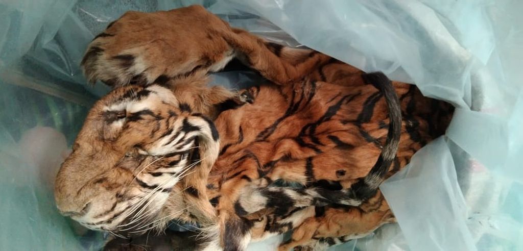 Kulit harimau yang disita Satreskrim Polres Kerinci dari perdagangan satwa liar dilindungi yang dilakukan pegiat konservasi asal Pesisir Selatan, Yaparudin (38), di Sungai Penuh, Jambi, Kamis (4/5/2023).