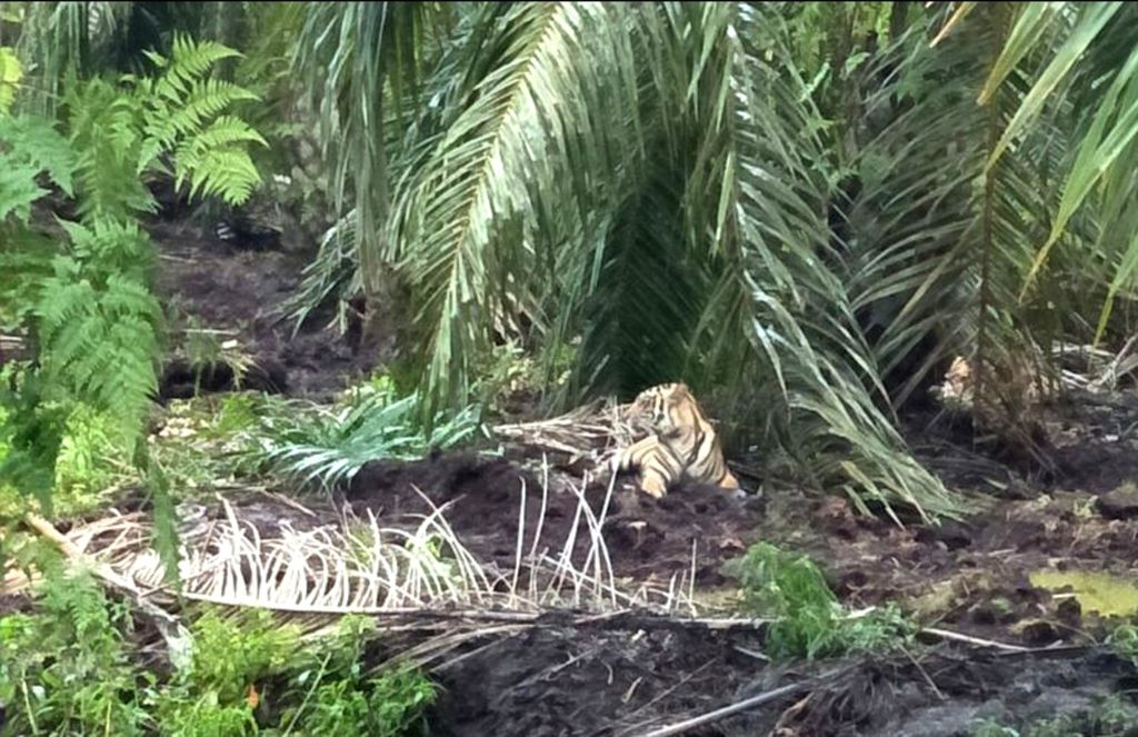 Seekor harimau yang terlihat di sebuah perkebunan kelapa sawit di Kecamatan Pelangiran pada Maret 2018. Pelangiran merupakan bagian dari ekosistem besar Kerumutan yang merupakan salah satu kantong harimau di Riau.