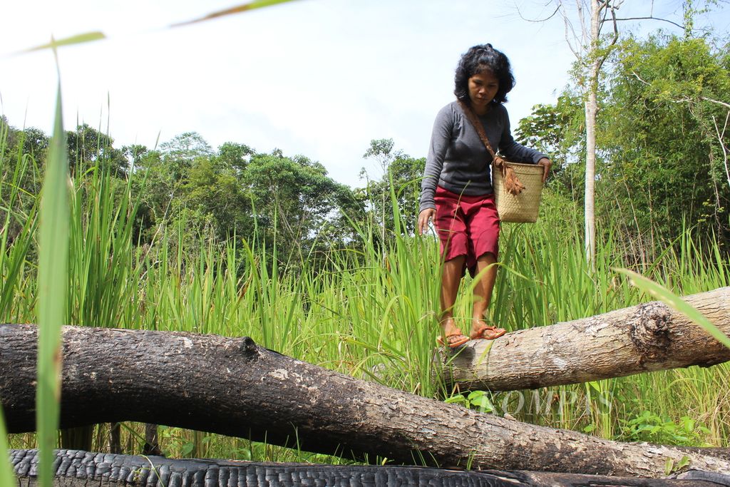 Norsilawati mencari sayuran di antara padi-padi di ladangnya di Desa Kinipan, Lamandau, Kalimantan Tengah, Rabu (19/1/2022). Peladang di Kinipan biasanya menerapkan sistem berladang gilir balik atau berpindah-pindah lokasi.