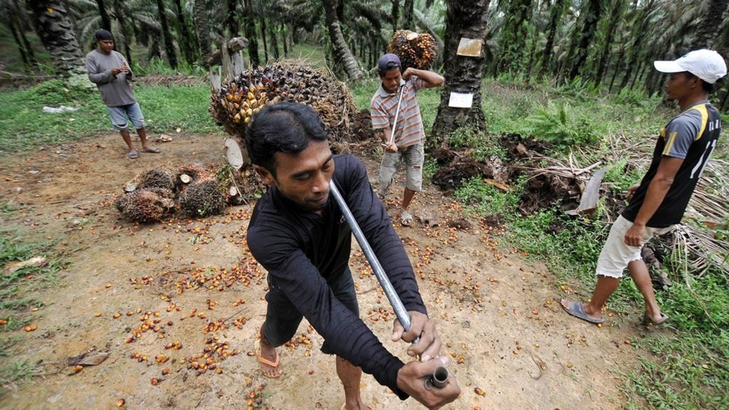 Buruh mengangkat tandan buah segar (TBS) kelapa sawit di lahan perkebunan Renah Mendaluh, Tanjung Jabung Barat, Jambi, Minggu (29/10/2017).