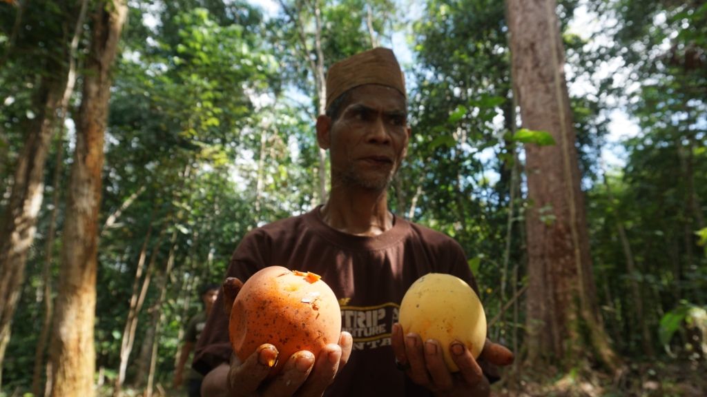 Begitu banyak buah-buahan hutan yang jarang dijumpai di toko swalayan atau toko buah, seperti mangga hutan ini dari Desa Kubung, Kabupaten Lamandau, Kalimantan Tengah. Orang Dayak Tomun dikenal sebagai penjaga hutan.