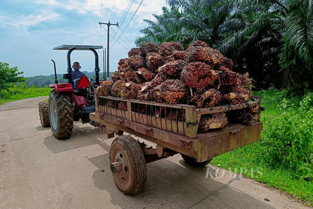 Pekerja membawa buah sawit di perkebunan sawit Jonggol, Kabupaten Bogor, Jawa Barat, Sabtu (13/1/2024). 