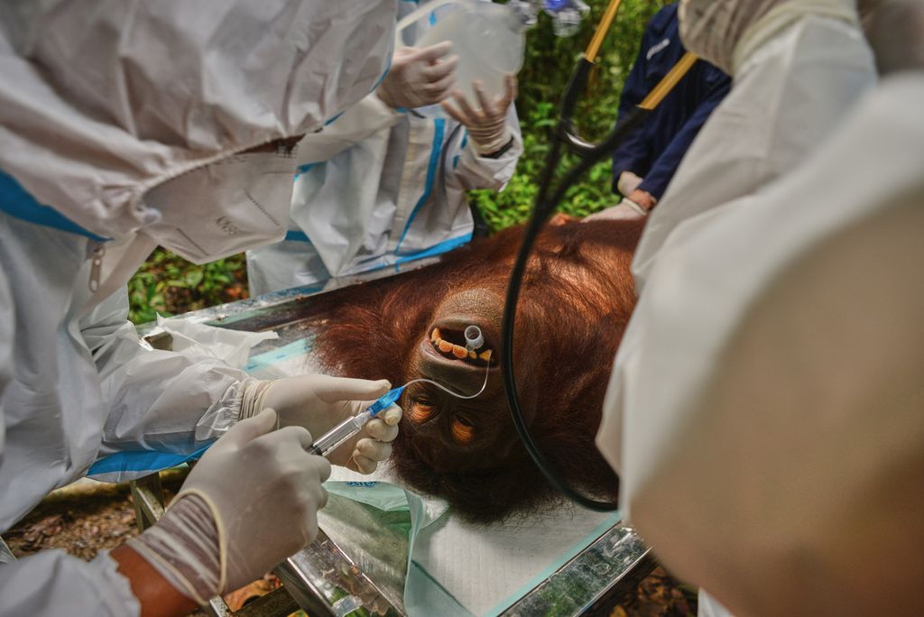 Petugas mengambil sampel dahak untuk tes TBC pada orangutan di Bornean Orangutan Rescue Alliance (BORA), pusat rehabilitasi orangutan yang dikelola Centre for Orangutan Protection (COP), di Kabupaten Berau, Kalimantan Timur, Agustus 2022.