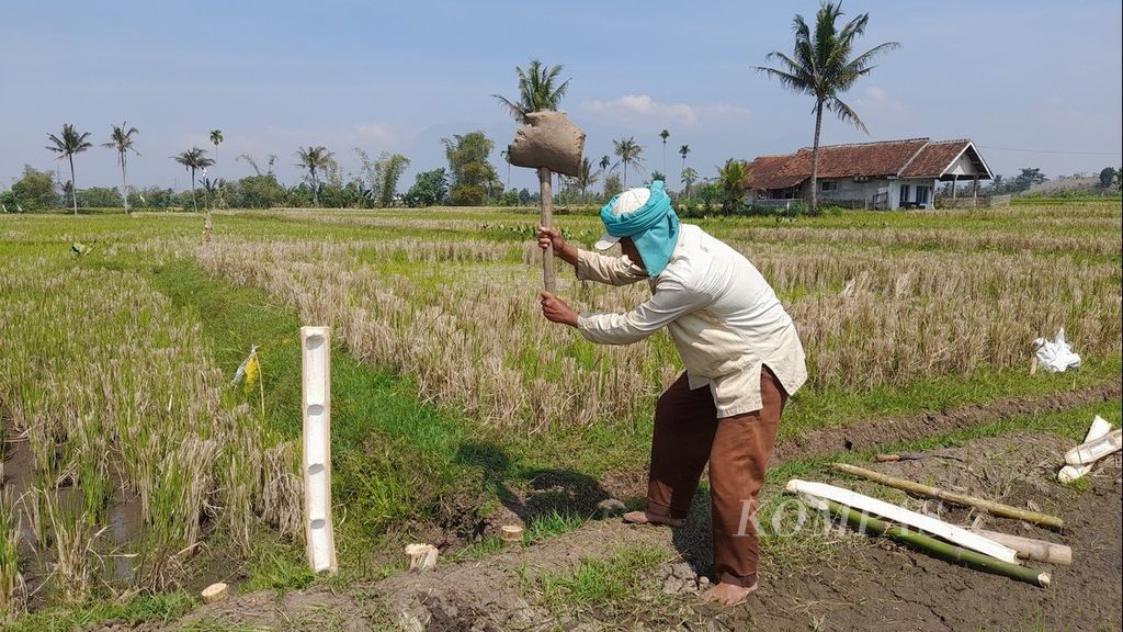 Seorang petani tengah memperkuat pematang sawah miliknya yang belum ditanami seusai panen di Desa Langlang, Kecamataan Singosari, Kabupaten Malang, Jawa Timur, Rabu (24/8/2022).