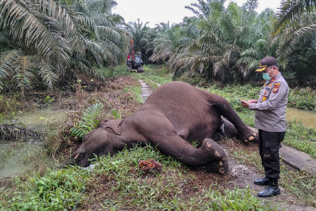 Polisi mengamati bangkai gajah sumatera (<i>Elephas maximus sumatranus</i>) saat ditemukan di Desa Koto Pait Beringin, Kecamatan Tualang Mandau, Bengkalis, Riau, Jumat (10/12/2021). 