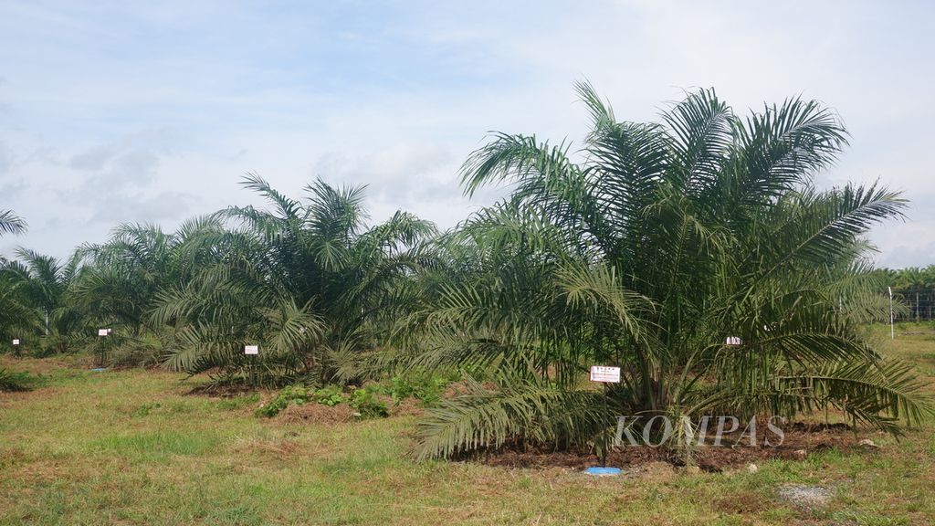 A stretch of newly rejuvenated oil palm plants in Telagasari Village, Kelumpang Hilir District, Kotabaru, South Kalimantan, Wednesday (24/4/2024).