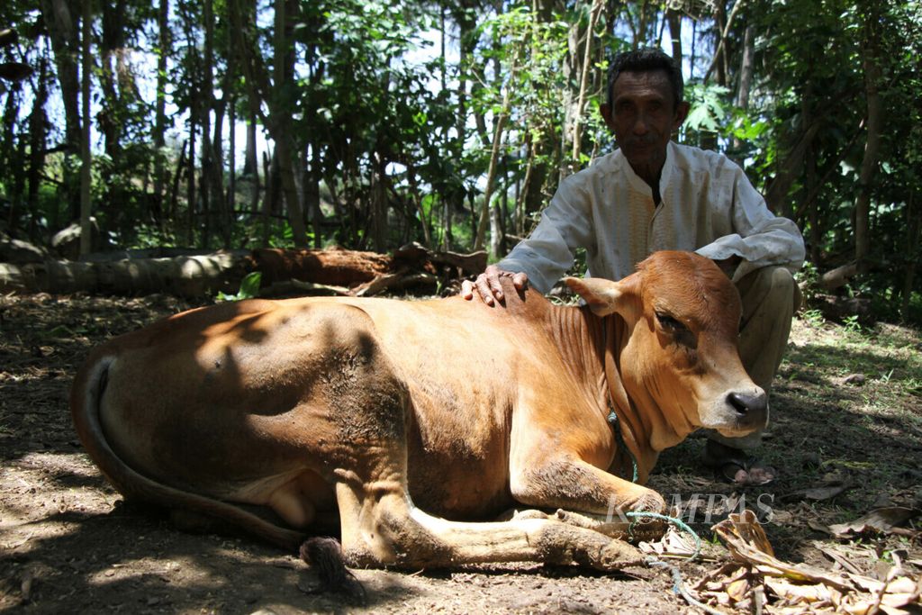Ahmad Bakri (61), peternak di Desa Miruek, Aceh Besar, Aceh merawat sapi miliknya. Bakri menjadi peternak sejak usia belasan tahun. Peternakan menjadi sektor unggulan bagi Kabupaten Aceh Besar.