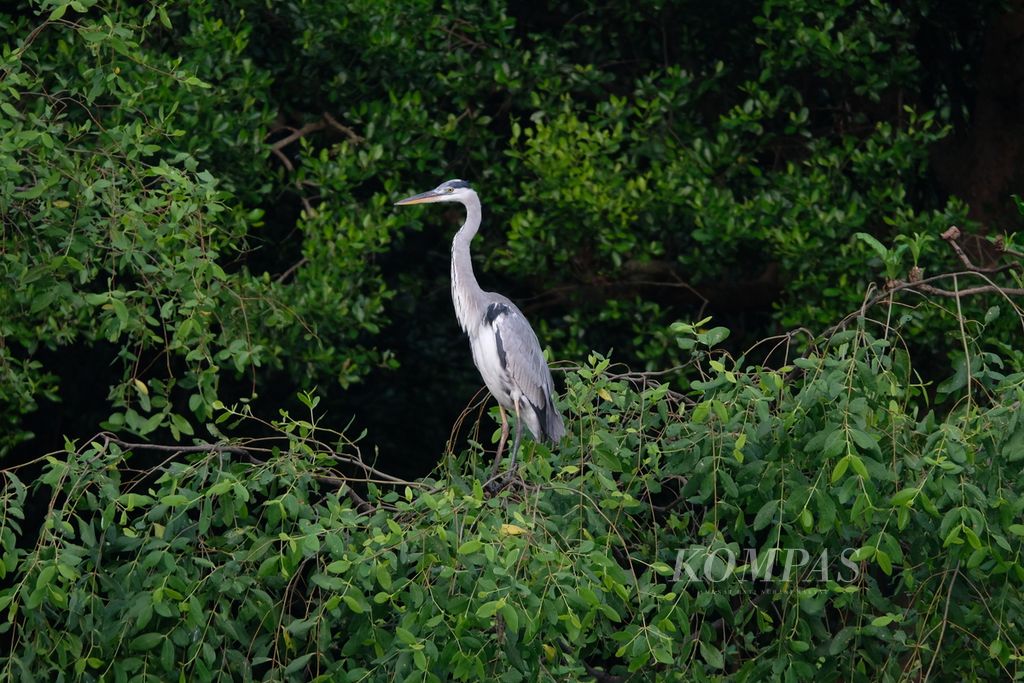 Burung cangak abu (<i>Ardea cinerea) </i>bertengger di tanaman mangrove Hutan Lindung Angke Kapuk, Jakarta Utara, Sabtu (8/5/2021). Burung air ini merupakan burung lokal yang sering ditemukan di kawasan hutan lindung. Dari pengamatan burung yang dilakukan Yayasan Keanekaragaman Hayati Indonesia (Kehati), ada 40 individu cangak abu yang tercatat.