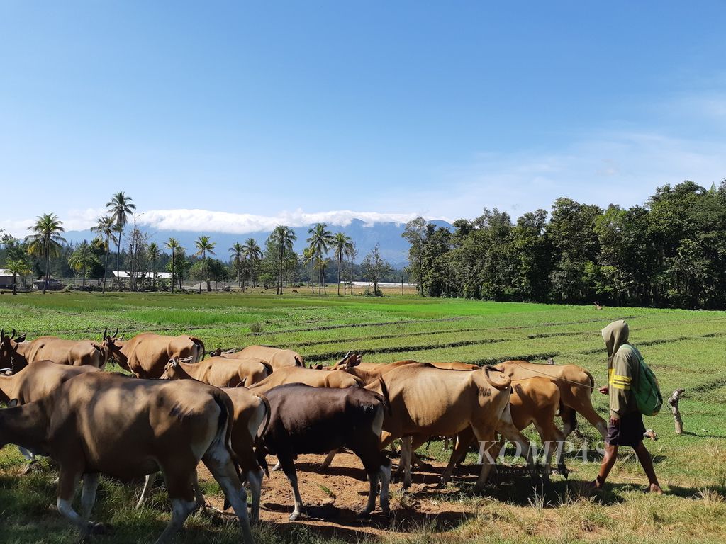 Penggembala sapi di Turiskain, Kabupaten Belu, Nusa Tenggara Timur, di dekat perbatasan Indonesia dan Timor Leste, Jumat (8/7/2022). Daerah itu menjadi lumbung ternak. Warga setempat masih sering menjual sapi ke Timor Leste.