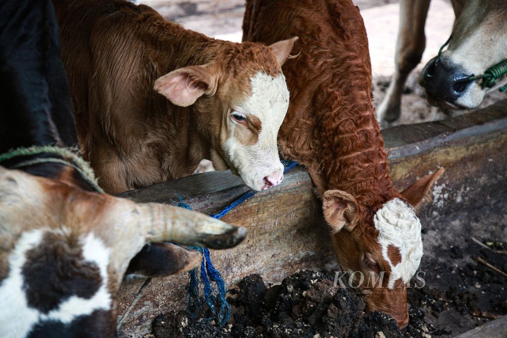 Anak-anak sapi belajar memakan ampas sawit sebagai makanan tambahan di usaha penggemukan dan pembiakan sapi di Selagai Lingga, Kabupaten Lampung Tengah, Senin (26/12/2022).