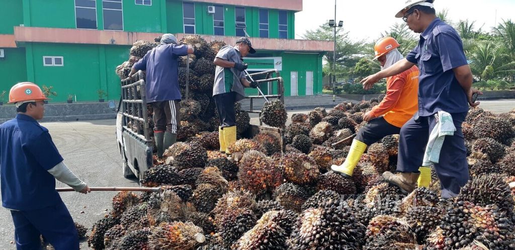 Petugas menyortir buah sawit berkualitas baik dari buah sawit berkualitas buruk yang dikirim pemasok ke pabrik kelapa sawit PTPN III Hapesong, Tapanuli Selatan, Sumatera Utara, 4 Februari 2020. Tapanuli Selatan. Kualitas buah sawit yang baik menjadikan pengolahan lebih efisien.