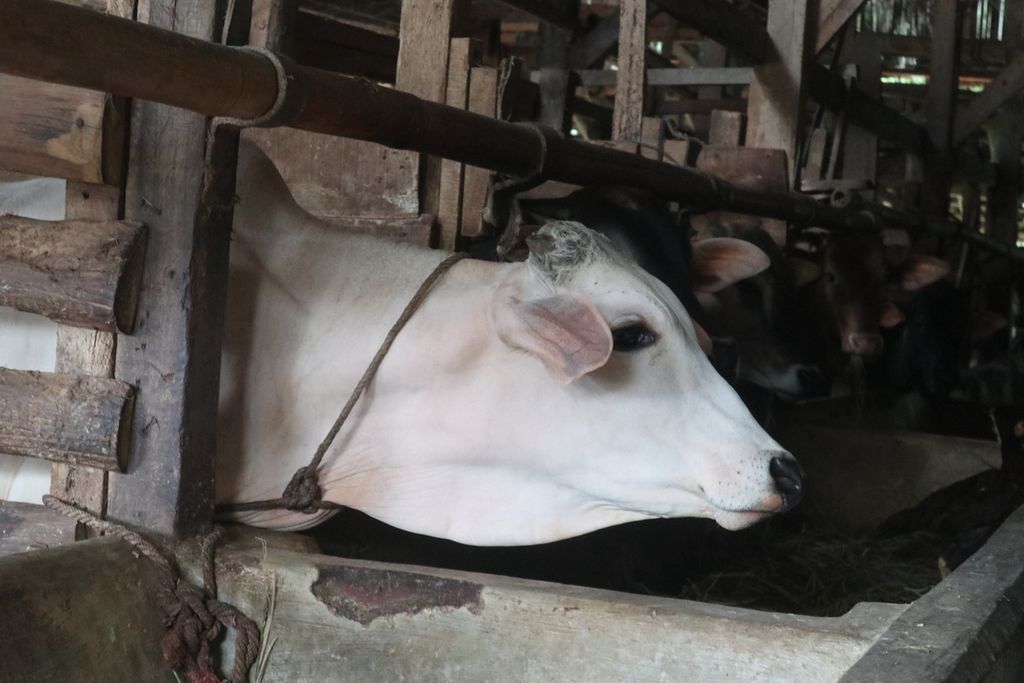 Suasana sebuah kandang sapi di Kabupaten Kuningan, Jawa Barat, Selasa (17/5/2022). Hingga kini, petugas menemukan tujuh sapi yang mengalami penyakit mulut dan kuku. Selain mengisolasi ternak itu, Dinas Perikanan dan Peternakan Kuningan juga akan membagikan vitamin untuk hewan tersebut.