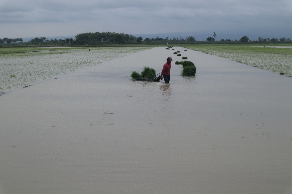 Petani berupaya menyelamatkan tanaman padinya yang terendam banjir di Suranenggala, Kabupaten Cirebon, Jawa Barat, Kamis (6/2/2020). Padahal, saat musim kemarau, lahan tersebut kerap kekeringan.