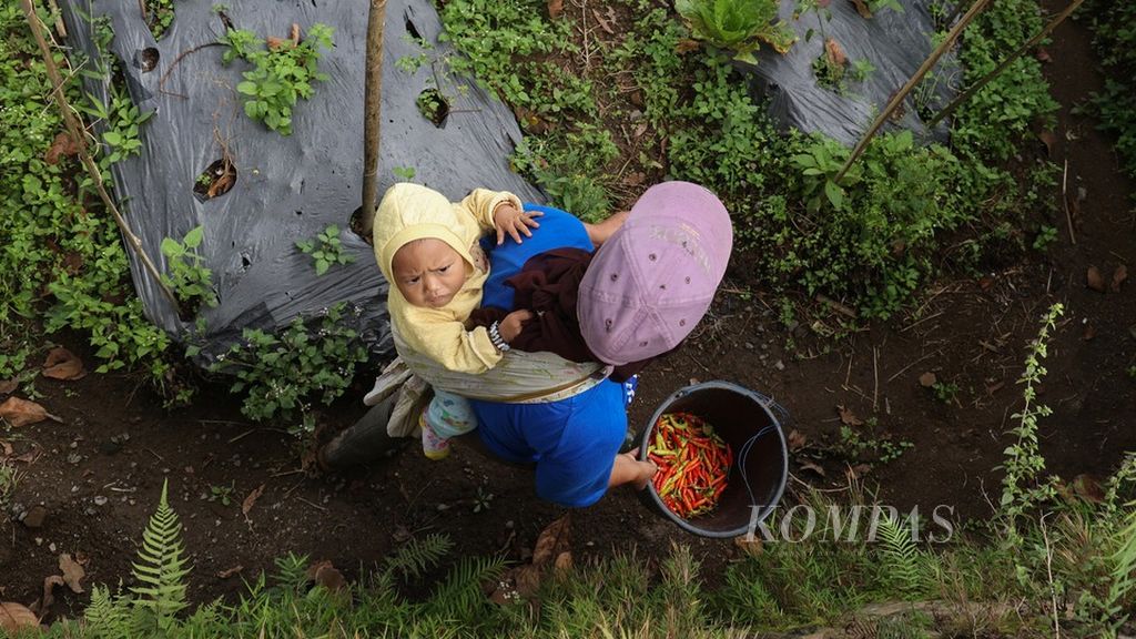 Ngatemi menggendong Naisa, putrinya, sembari bekerja memanen cabai di Desa Banyuroto, Sawangan, Magelang, Jawa Tengah, Senin (10/4/2023). 