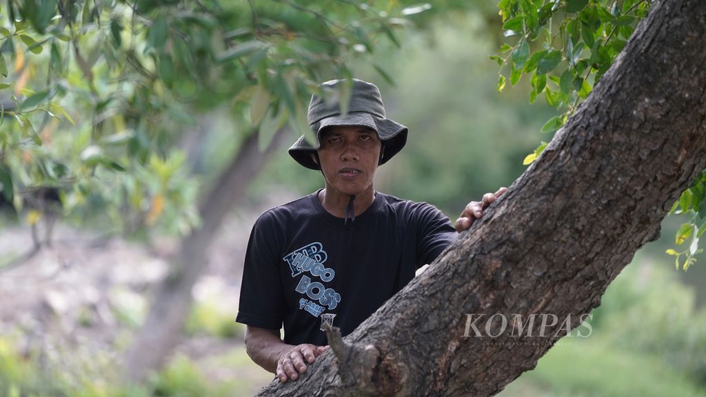 Potret Daman (51), penjaga lutung jawa di hutan mangrove Muara Bendera di Desa Pantai bahagia, Kecamatan Muaragembong, Kabupaten Bekasi, Jawa Barat, Kamis (27/10/2022). 