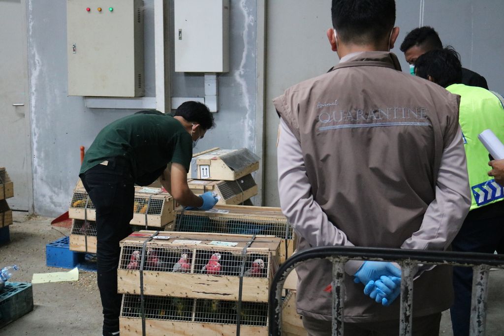 Officers examine birds from South Africa and Malaysia before being re-exported to their home countries at Kualanamu Airport, Deli Serdang Regency, North Sumatra, Tuesday (15/3/2022). The import of 1,102 birds was rejected by the Medan Quarantine Agency and re-exported to their country of origin because South Africa was hit by an outbreak of bird flu.