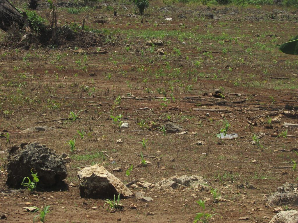Jagung milik petani Bernadus Reo di Flores Timur nyaris gagal tumbuh dan berkembang akibat kekeringan. Terdapat pula kacang panjang, labu kuning, dan singkong yang baru muncul kecambah di permukaan tanah. Belum sempat tumbuh dan berkembang.