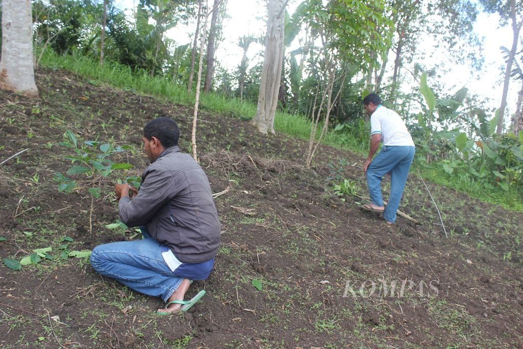 Kelompok tani kopi Desa Bei, Kecamatan Bajawa, Kabupaten Ngada, NTT, menanam kopi arabika. 