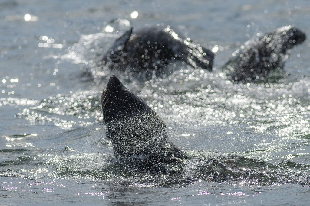 Anjing laut berbulu berenang di Isla de Lobos, sebuah pulau kecil yang terletak sekitar 8 kilometer di lepas pantai Punta del Este, Maldonado, Uruguay, Rabu (20/4/2022). Pulau tersebut dihuni ribuan anjing laut berbulu (<i>Arctocephalus australis</i>) dan singa laut (<i>Otaria flavescens</i>).