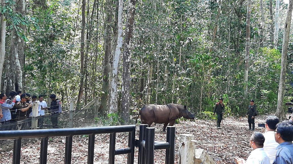 Penggiringan Badak Harapan dari kandang lama ke kandang baru di Suaka Rhino Sumatera (SRS), Taman Nasional Way Kambas, Lampung Timur, Lampung, Rabu (30/10/2019).