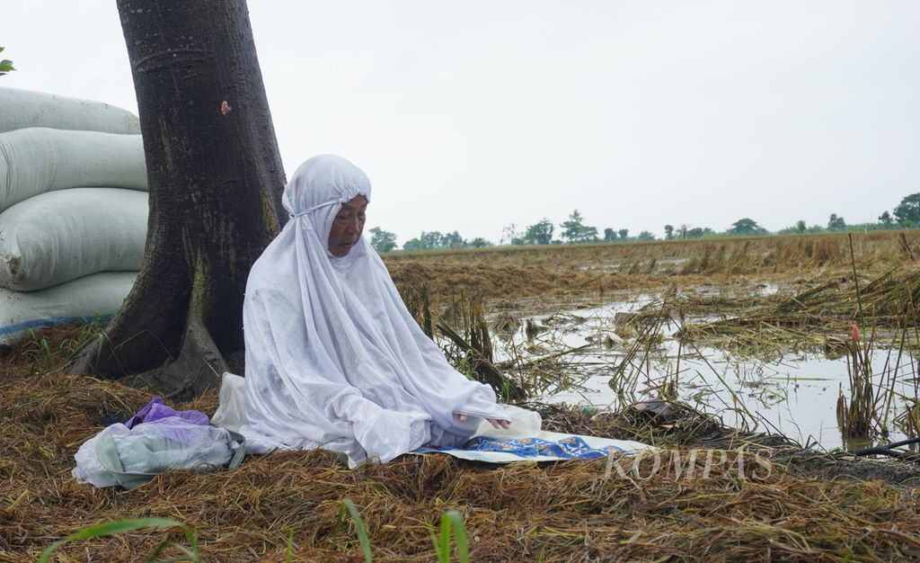 Petani shalat di sela-sela aktivitasnya memanen padi di Desa Cangkring B, Karanganyar, Kabupaten Demak, Jawa Tengah, Sabtu (24/2/2024). Padi yang dipanen petani itu sebelumnya telah terendam banjir selama belasan hari terakhir.
