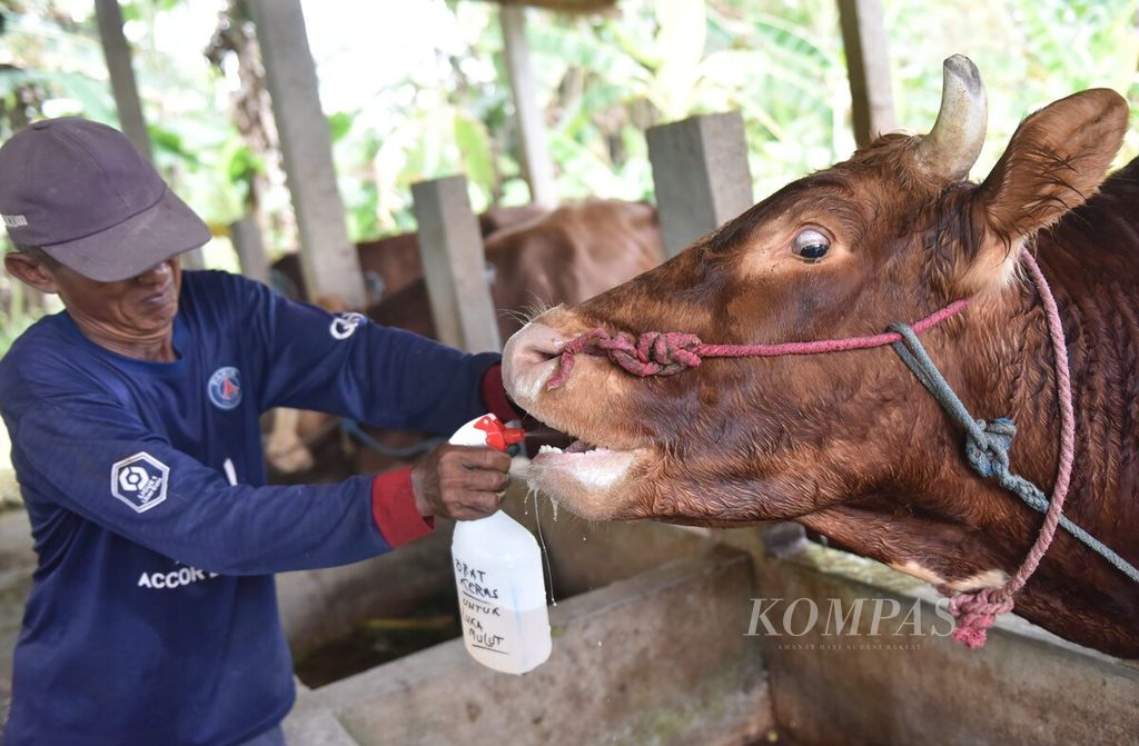 Winarto menyemprotkan cairan obat ke mulut sapi yang terjangkit penyakit mulut dan kaki di Desa Sembung, Kecamatan Wringinanom, Kabupaten Gresik, Jawa Timur, Rabu (11/5/2022). 