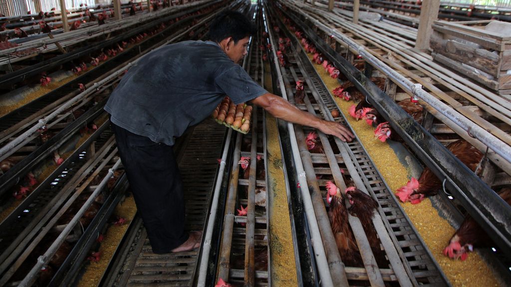 Ade Rohmat (38) mengumpulkan telur hasil salah satu kandang peternakan ayam petelur di Kampung Totogan, Pakansari, Cibinong, Kabupaten Bogor, Senin (11/5/2020).  