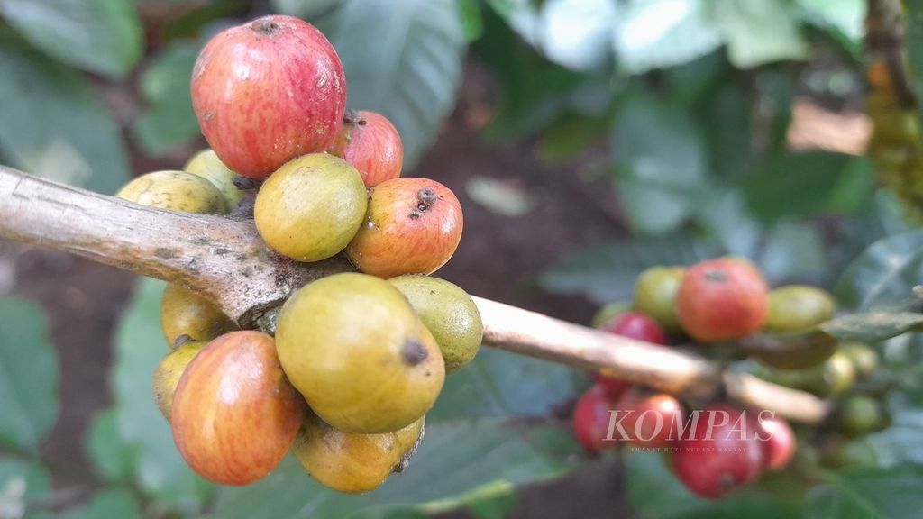 Biji kopi robusta yang ada di area ekowisata di Desa Amadanom, Kecamatan Dampit, Kabupaten Malang, Jawa Timur, Rabu (31/8/2022). Saat ini, harga kopi robusta daerah setempat mencapai Rp 27.000-Rp 29.000 per kilogram.