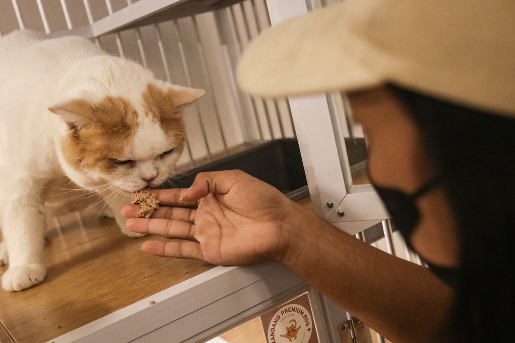 Karyawan memberi makan kucing di salah satu tempat penitipan hewan di kawasan Koja, Jakarta Utara, Senin (26/12/2022).  
