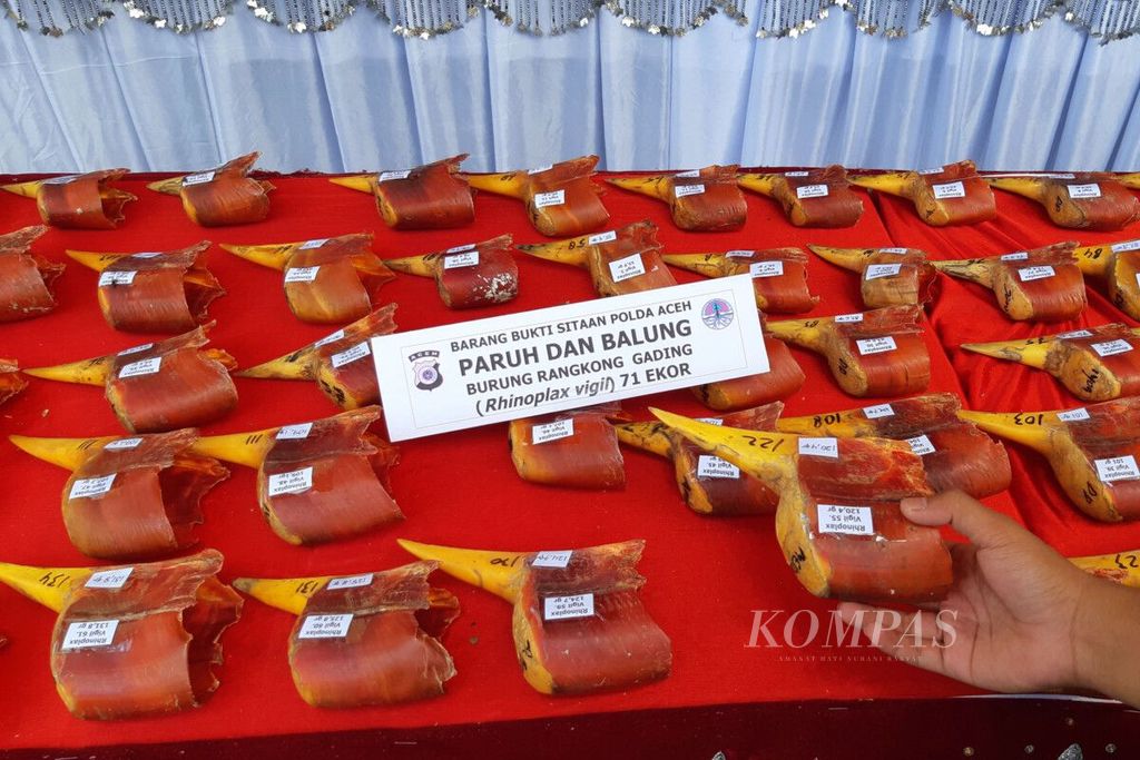 Sebanyak 71 paruh burung rangkong diperlihatkan dalam konferensi pers di Markas Polda Aceh di Banda Aceh, Selasa (10/11/2020). Dalam kasus tersebut polisi menyita 71 paruh burung rangkong, 28 kilogram sisik trenggiling, satu helai kulit harimau, dan tulang belulang harimau. Perdagangan satwa lindung masih marak sehingga semakin mengancam keberlangsungan hidup satwa.