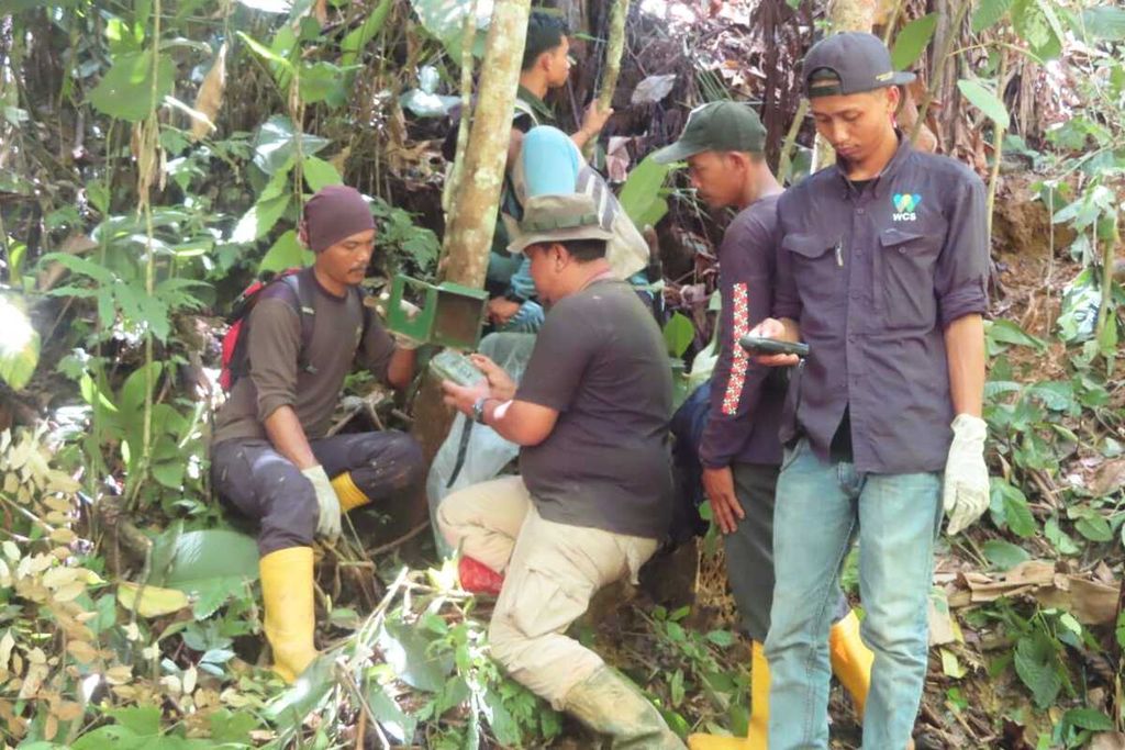 Tim gabungan dari Taman Nasional Bukit Barisan Selatan dan Satgas Mitigasi Konflik Satwa mengerahkan tim untuk mamasang kamera pengintai dan mengantisipasi serangan harimau, Jumat (9/2/2024) lalu. 
