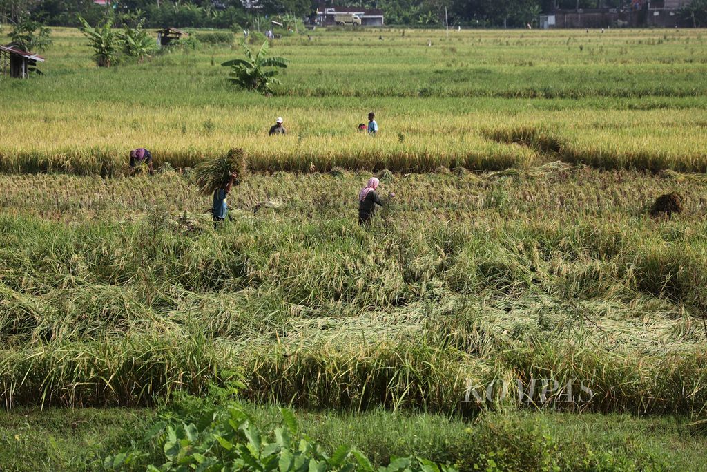 Buruh tani memanen padi di areal sawah di Kecamatan Bantul, Bantul, DI Yogyakarta, 11 Januari 2024. 