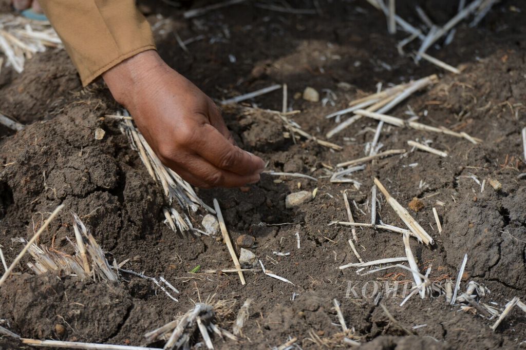 Petani memasukkan beberapa butir gabah padi gogo untuk ditanam di Desa Jatirunggo, Kecamatan Pringapus, Kabupaten Semarang, Jawa Tengah, Rabu (13/11/2019). Mereka berharap hujan segera tiba dan dapat menumbuhkan bibit padi yang ditanam.