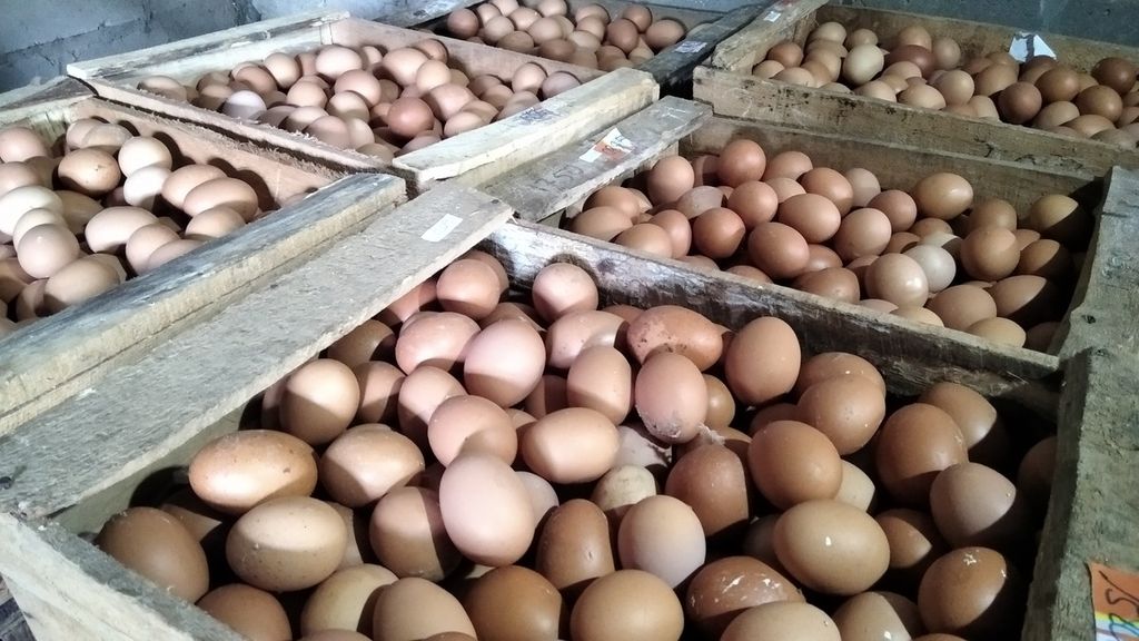 Telur ayam ras yang baru saja dipungut dari kandang oleh peternak di Desa Pohgajih, Kecamatan Selorejo, Kabupaten Blitar, Jawa Timur, dikumpulkan dalam ruang khusus, Selasa (14/9/2021). Saat ini peternak ayam layer di Blitar mengeluhkan rendahnya harga jual telur yang mencapai Rp 14.500 per kilogram, sedangkan di sisi lain harga jagung mahal mencapai Rp 6.000 per kg.