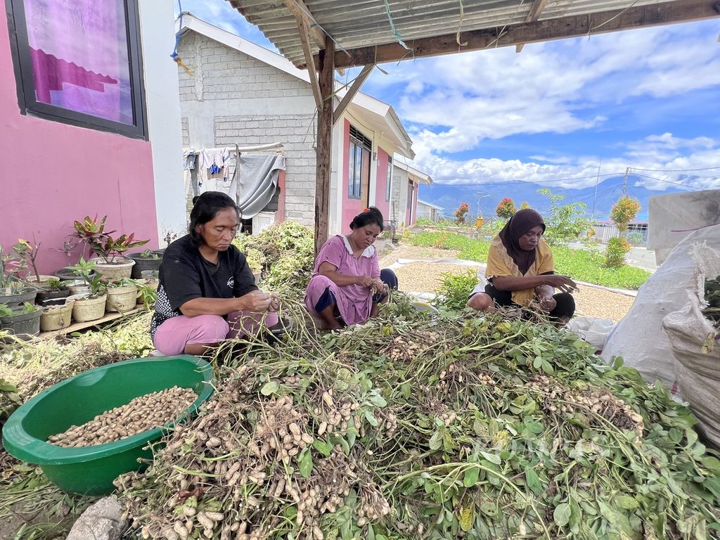 Tiga warga Sigi, Sulawesi Tengah, melepas kacang dari akarnya seusai panen, Senin (27/3/2023). Mereka adalah warga yang sudah menempati hunian tetap, tetapi kini kehilangan kebun. Lokasi kebun mereka sudah tak dapat dimanfaatkan lagi karena masuk zona merah.