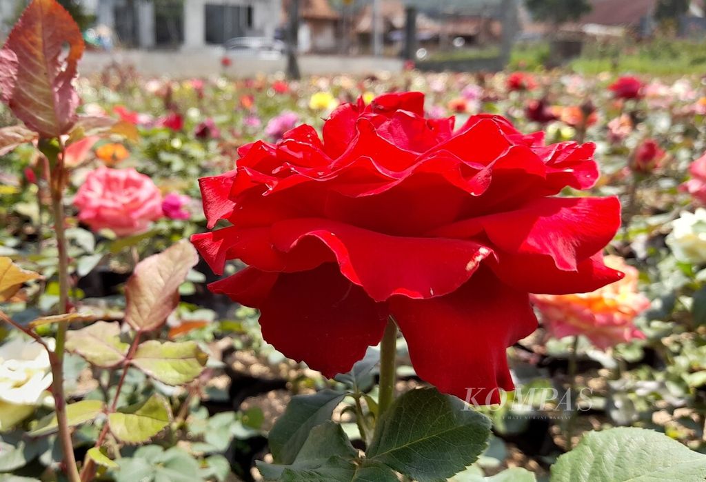 Bunga mawar dengan mahkota warna merah menjadi salah satu dari belasan jenis mawar yang dihasilkan salah satu petani bunga di Dusun Santrean, Desa Sumberejo, Kecamatan Batu, Kota Batu, Jawa Timur, Senin (11/4/2022).