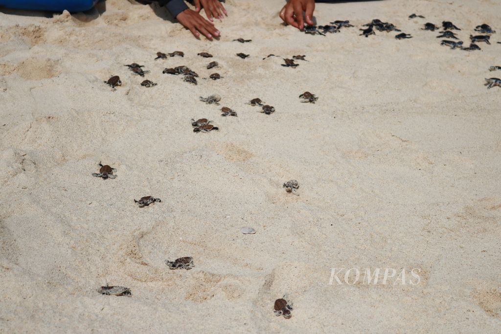 Anak-anak penyu sisik dan hijau yang dilepasliarkan dari Pantai Teluk Sadang, Kabupaten Anambas, Kepulauan Riau, Jumat (26/7/2024). Kedua jenis ini tergolong hewan yang dilindungi sehingga kelompok konservasi Penyu Jemaja Lestari amat memperjuangkan usia kedua jenis penyu ini. 