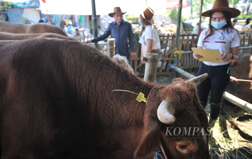 <i>Sales promotion girl </i>(SPG) berada di kandang sapi kurban di Jalan Kedung Baruk, Surabaya, Jawa Timur, Kamis (23/7/2020). Pemilik usaha Setiawan Basuki mengungkapkan bahwa pada tahun ini sengaja menghadirkan SPG untuk membantu pejualan sapi kurban dan menghadirkan suasana yang berbeda. Sapi-sapi di tempat tersebut dijual Rp 17 juta hingga Rp 60 juta. 