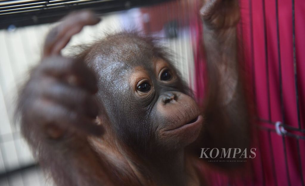 Bayi orangutan Kalimantan (<i>Pongo  pygmaeus wurmbii</i>) saat jumpa pers translokasi satwa liar jenis orangutan di Kantor Balai Besar KSDA Jawa Timur, Sidoarjo, Jatim, Kamis (21/9/2023). 