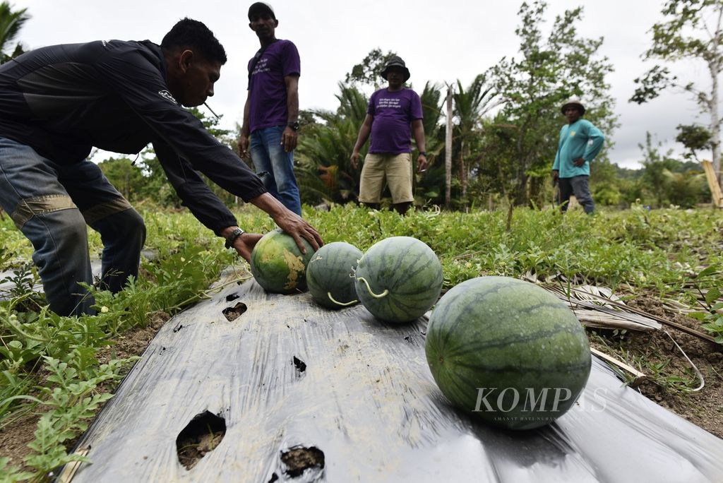 Member of a farmer group harvest watermelons in Buton Village, Obi Island, South Halmahera, North Maluku, on Sunday (26/11/2023). The Buton Village farmer group receives cultivation assistance and agricultural infrastructure support, as well as market absorption by Harita Nickel in the management of rice and watermelon farmland.