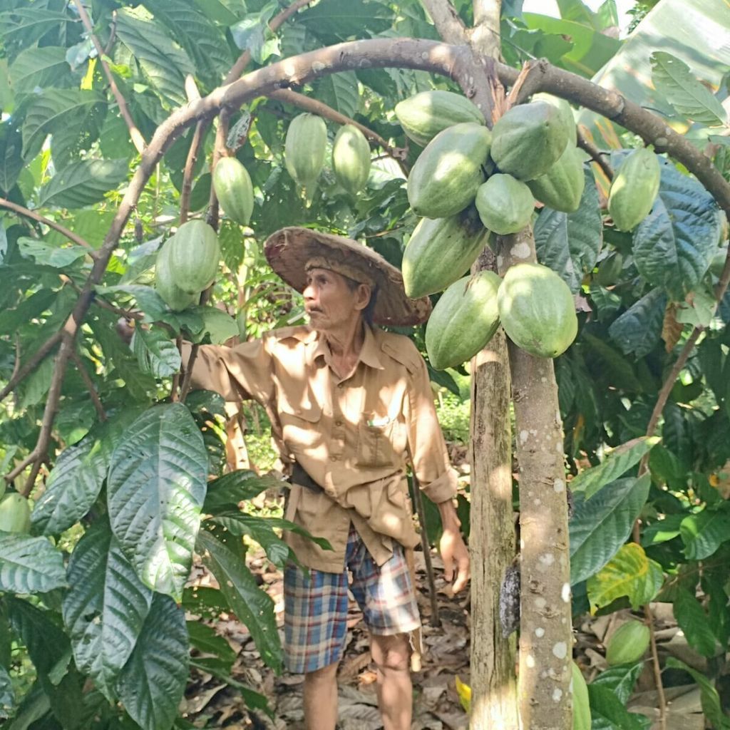 Salah satu petani cokelat asal Puruk Cahu, Kabupaten Murung Raya, Kalimantan Tengah,  memanen buah cokelat di ladangnya, Sabtu (4/5/2019).