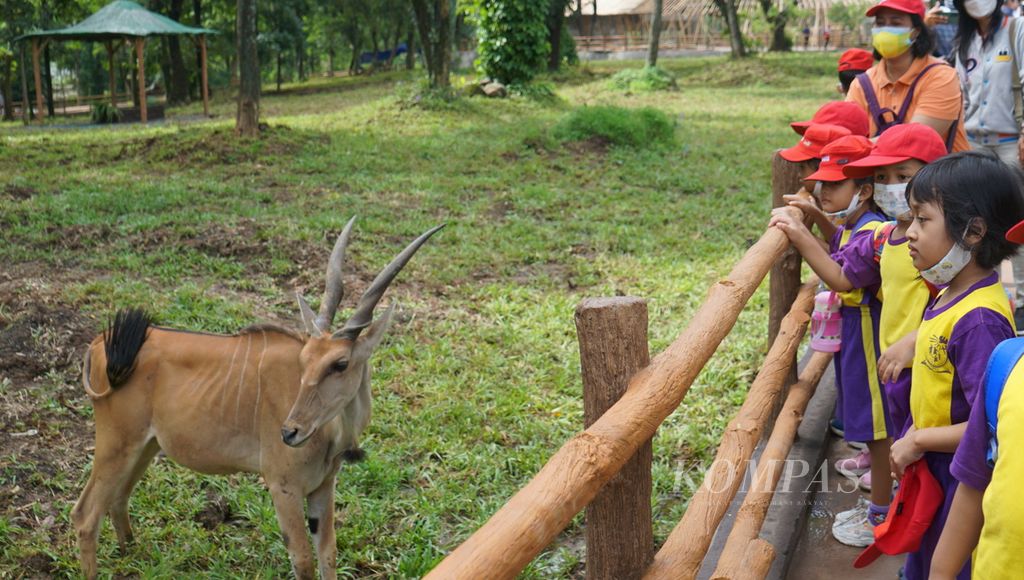 Murid taman kanak-kanak menyaksikan antelop di Solo Safari, Kota Surakarta, Jawa Tengah, Jumat (27/1/2023). Sebelumnya, kebun binatang itu bernama Taman Satwa Taru Jurug. Setelah direvitalisasi oleh PT Taman Safari Indonesia, namanya berganti menjadi Solo Safari. Kini, kebun binatang itu akan dikelola bersama oleh kedua lembaga.