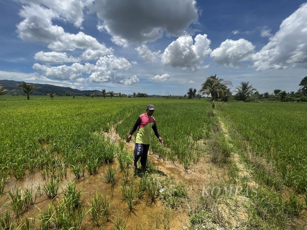 Karmin (54), berjalan menuju sawah miliknya di Desa Paku Jaya, Konawe, Sulawesi Tenggara, Kamis (30/3/2023).