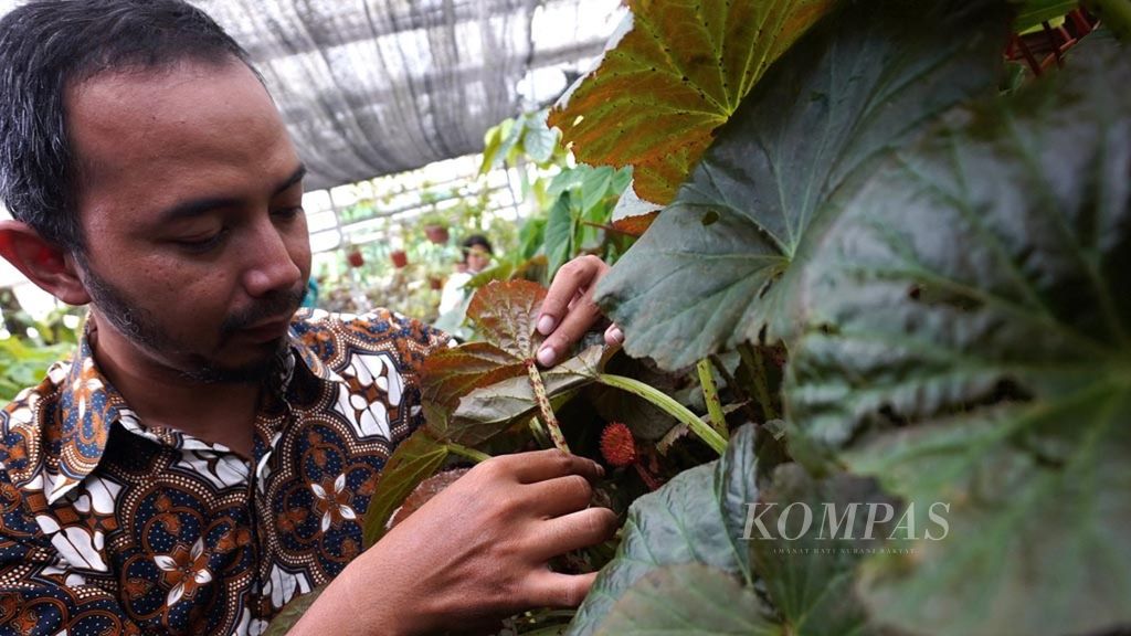 Tanaman begonia sisik hiu (<i>Begonia galeolepis</i>) yang ditemukan peneliti spesialis begonia dari Lembaga Ilmu Pengetahuan Indonesia, Wisnu Ardi, menjadi salah satu temuan spesies yang diselamatkan dan dikembangkan di Kebun Raya Bogor, Bogor, Kamis (25/4/2019).