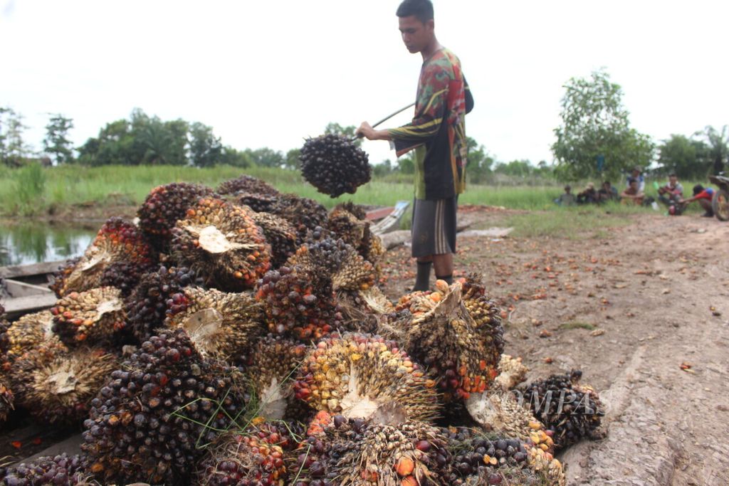 Petani sawit sedang memindahkan sawit di lahan perkebunan sawit di Desa Sukarami, Kecamatan Pemulutan, Kabupaten Ogan Ilir, Sumatera Selatan, Kamis (14/2/2019). Saat ini harga kelapa sawit sedang mengalami kenaikan, tetapi petani masih terkendala masalah infrastruktur.