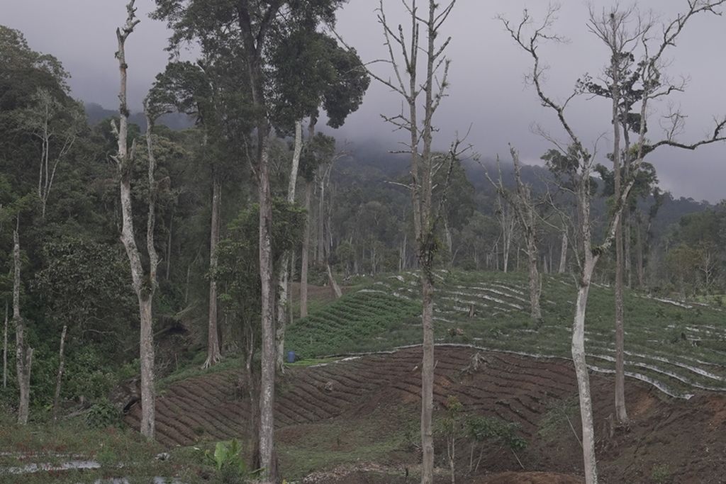 Vegetable plantations is located in the Kerinci Seblat National Park (TNKS) conservation area at the foot of Mount Kerinci, Kayu Aro, Kerinci Regency, Jambi, Saturday (14/5/2022). In fact, it is clear that the TNKS area is written on it.